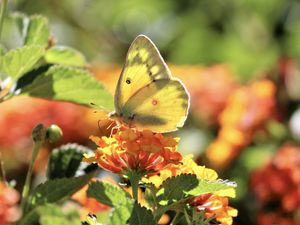 Превью обои бабочка, насекомое, крылья, цветы, желтый, макро