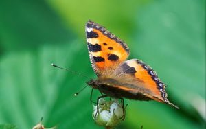 Превью обои бабочка, насекомое, листья, растение, макро, зеленый