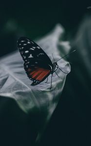 Превью обои бабочка, насекомое, макро, лист, размытость, крупным планом