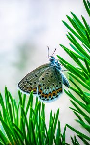 Превью обои бабочка, насекомое, макро, ель, ветка, иголки
