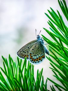 Превью обои бабочка, насекомое, макро, ель, ветка, иголки