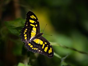 Превью обои бабочка, насекомое, макро, желтый, черный