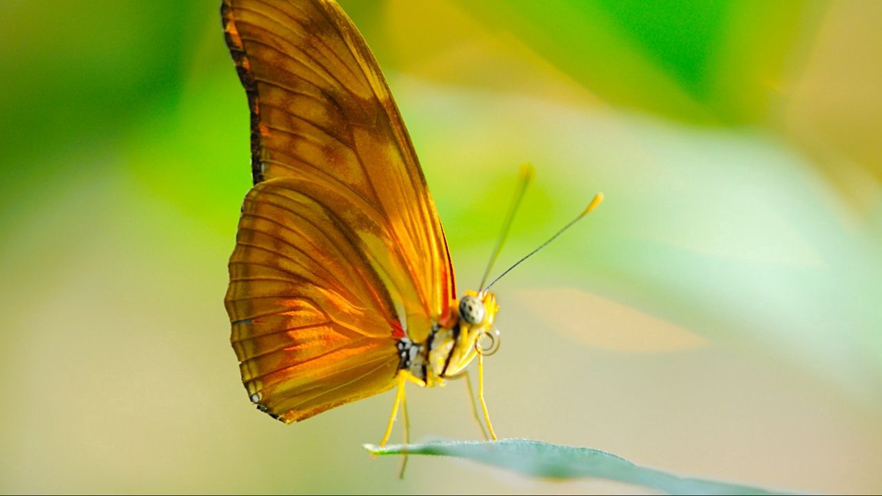 Обои бабочка, насекомое, макро, крылья, лист, солнце, хоботок