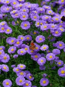 Превью обои бабочка, насекомое, маргаритки, цветы, фиолетовый, макро