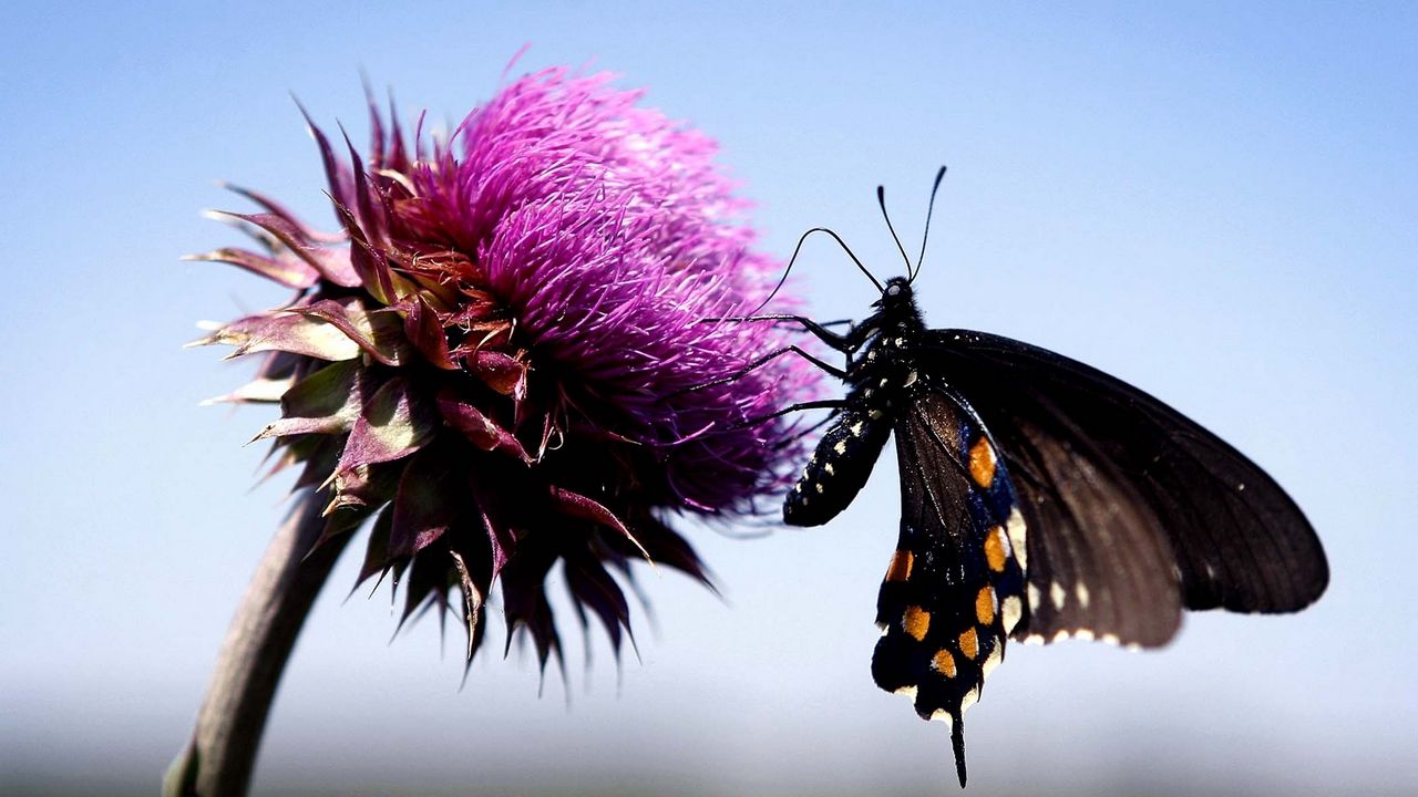 Обои бабочка, насекомое, полет, цветок, растение