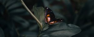 Превью обои бабочка, насекомое, растение, макро, крупный план