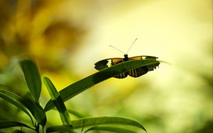 Превью обои бабочка, насекомое, растение, лист, макро, зеленый