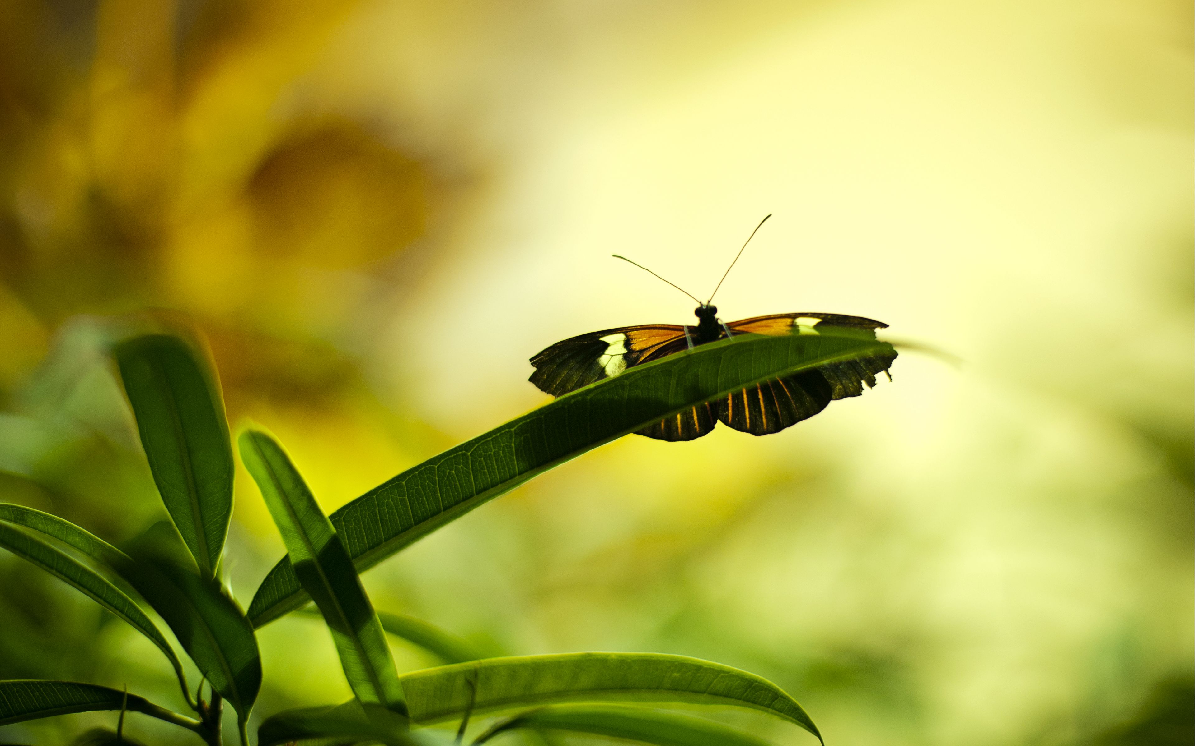 Зеленая бабочка на зеленом фоне