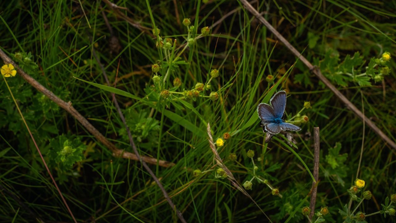 Обои бабочка, насекомое, синий, трава, макро