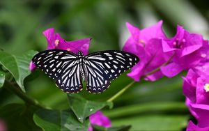 Превью обои бабочка, насекомое, цветы, листья, макро