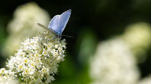 Превью обои бабочка, насекомое, цветы, ветка, макро