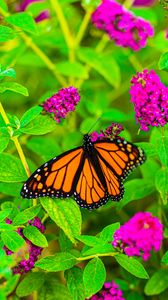 Превью обои бабочка, насекомое, цветы, листья, растение, макро, яркий
