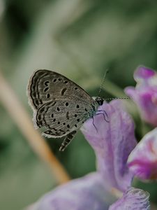 Превью обои бабочка, насекомое, цветы, лепестки, макро
