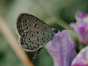 Превью обои бабочка, насекомое, цветы, лепестки, макро