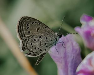 Превью обои бабочка, насекомое, цветы, лепестки, макро
