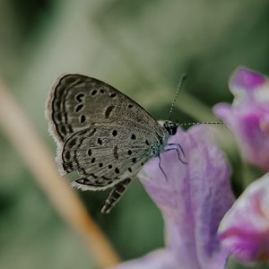 Превью обои бабочка, насекомое, цветы, лепестки, макро
