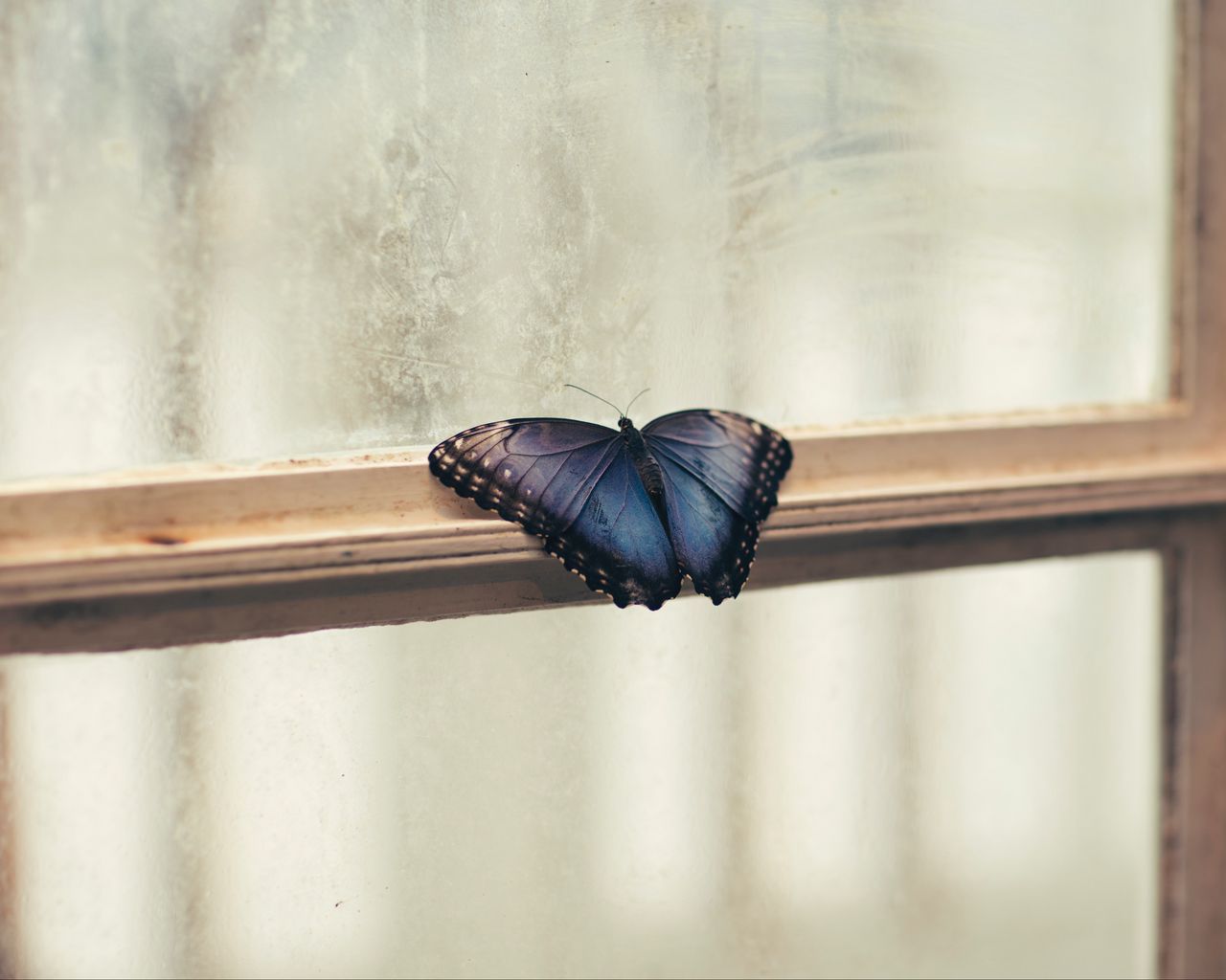 Бабочки на окна. Мотылек на окне. Крыло бабочки макро. Бабочка на зимнем окне.
