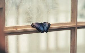 Превью обои бабочка, окно, крылья, узоры, рама