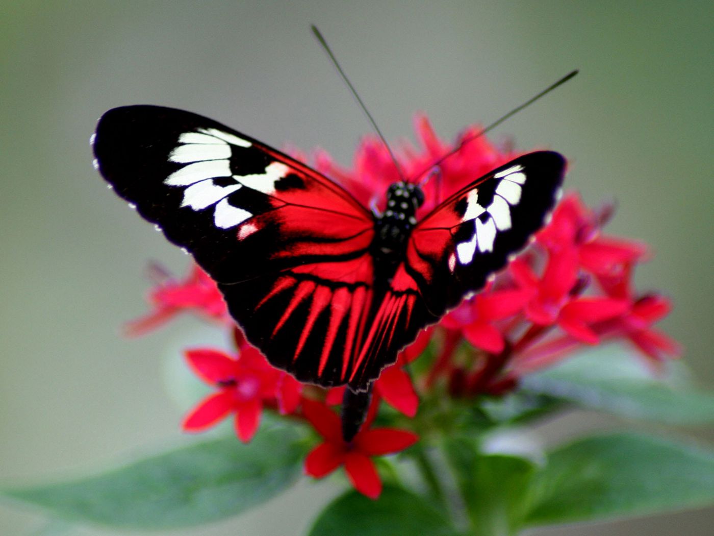 Бабочка с яркими крыльями. Горгеус бабочка. Яркие бабочки. Красная бабочка. Красивая красная бабочка.
