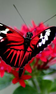 Превью обои бабочка, окрас, яркий, крылья, полосы