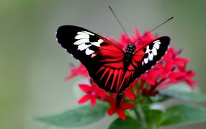 Превью обои бабочка, окрас, яркий, крылья, полосы