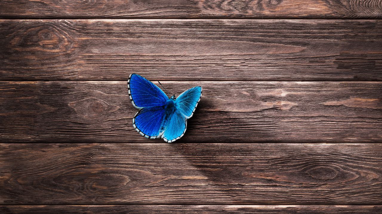 Обои бабочка, поверхность, деревянный