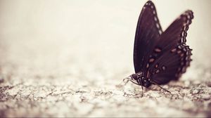Превью обои бабочка, поверхность, крылья, узор