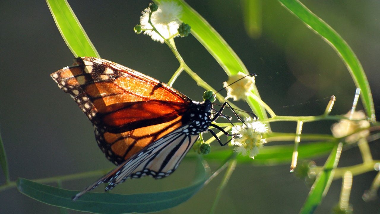 Обои бабочка, растение, крылья, узоры