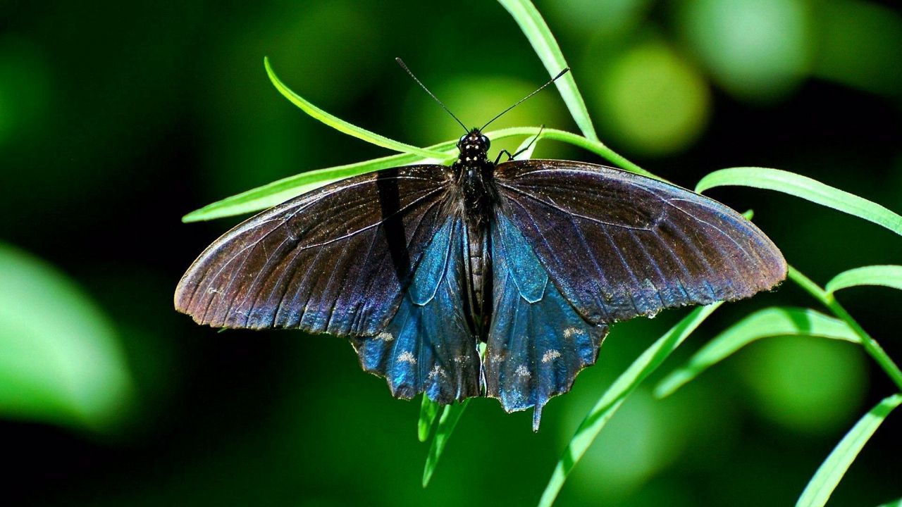 Обои бабочка, растение, крылья