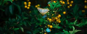 Превью обои бабочка, растение, цветы, листья, макро, дикая природа