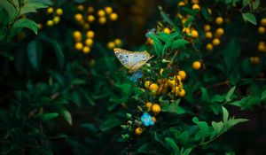 Превью обои бабочка, растение, цветы, листья, макро, дикая природа