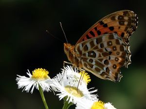 Превью обои бабочка, ромашки, цветы, макро, насекомое