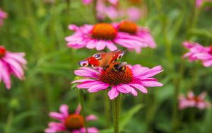 Превью обои бабочка, шмель, пчела, цветок, лепестки, макро