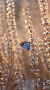 Превью обои бабочка, синий, насекомое, цветы, лето