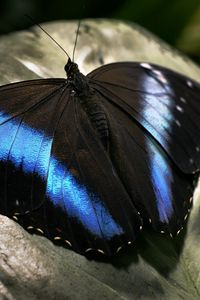 Превью обои бабочка, темный, крылья, поверхность