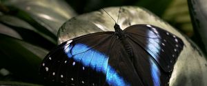 Превью обои бабочка, темный, крылья, поверхность