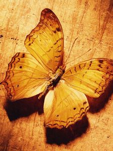 Превью обои бабочка, тень, поверхность, крылья, узор