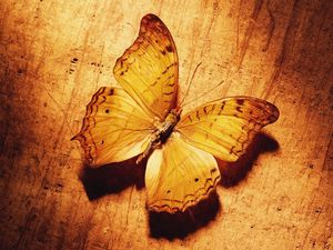 Превью обои бабочка, тень, поверхность, крылья, узор