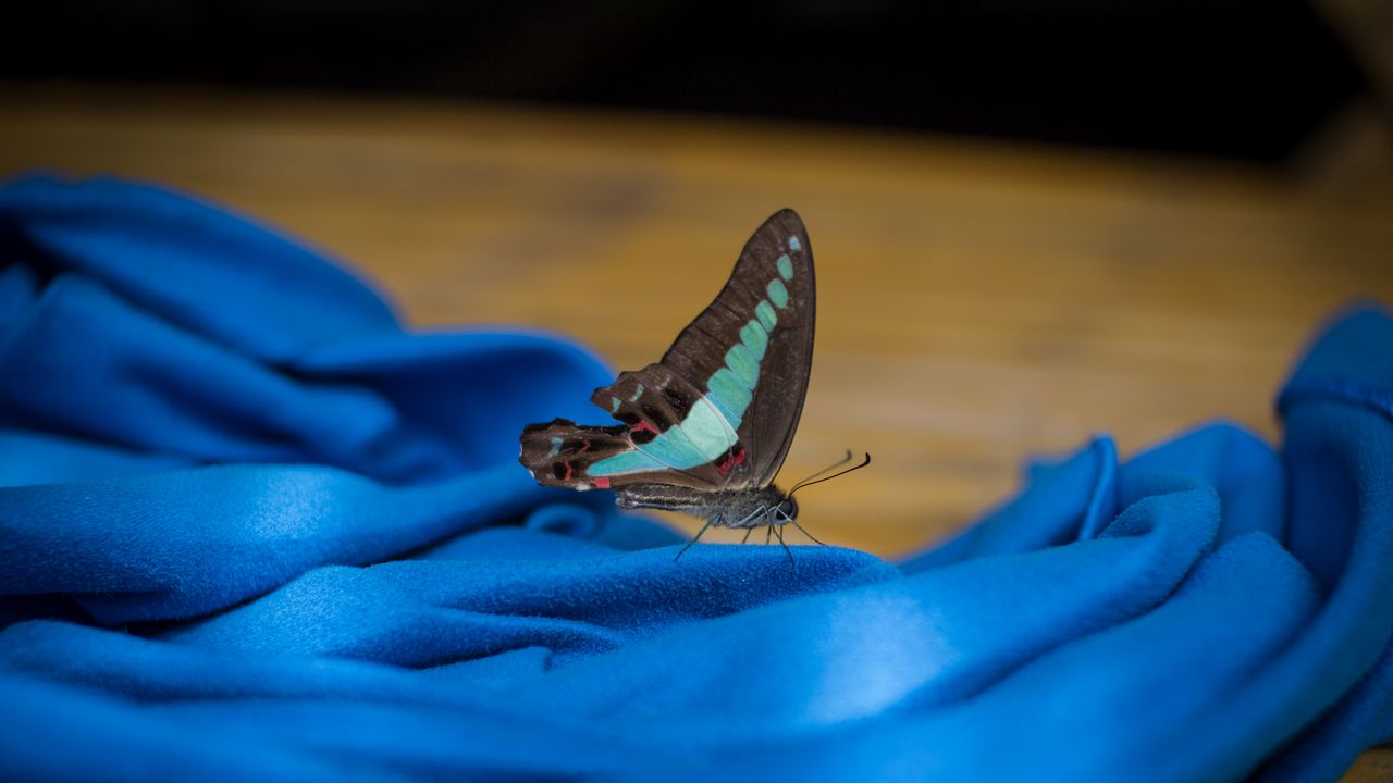 Обои бабочка, ткань, складки, макро, синий