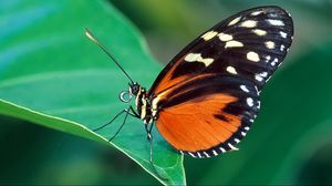 Превью обои бабочка, трава, листья, узоры, крылья