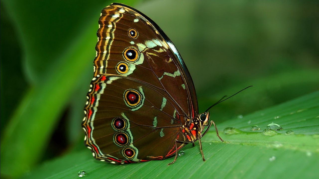 Обои бабочка, трава, поверхность, крылья, узоры