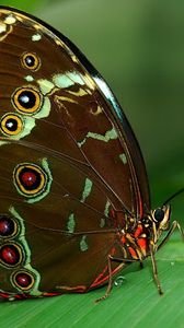 Превью обои бабочка, трава, поверхность, крылья, узоры