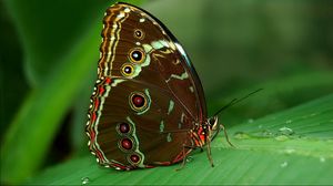Превью обои бабочка, трава, поверхность, крылья, узоры