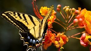 Превью обои бабочка, трава, цветок, крылья, узор