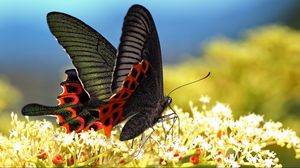 Превью обои бабочка, трава, узор, крылья