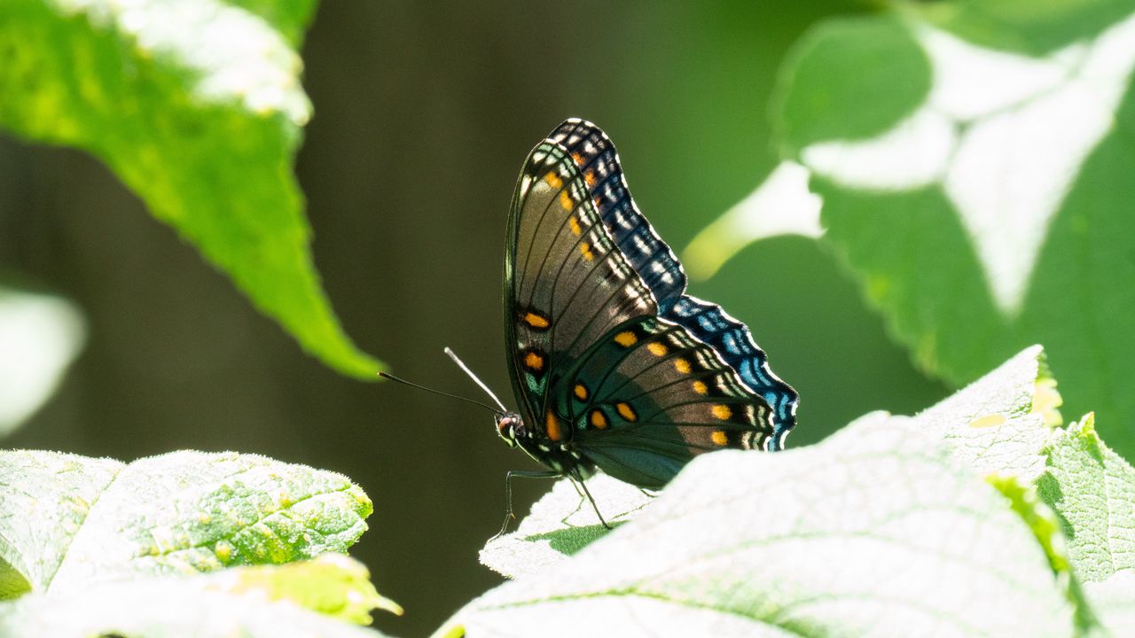 Обои бабочка, тропический, крылья, насекомое, листья
