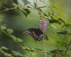 Превью обои бабочка, тропический, крылья, узор, цветы