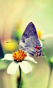 Превью обои бабочка, цветок, блики, полет, краски