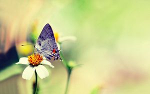 Превью обои бабочка, цветок, блики, полет, краски