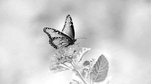 Превью обои бабочка, цветок, черно-белый, макро